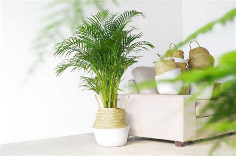 Some will do fine in low light. Share these simple but elegant indoor plant idea, get a ...