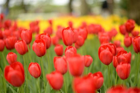 Fondos De Pantalla Japón Rojo Nikon Jp Nikkor Flor Tulipán