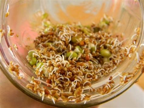 How To Grow Sprouts On Your Kitchen Counter