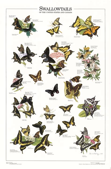 Artist Norma Hodge Size X All Swallowtails Butterfly S