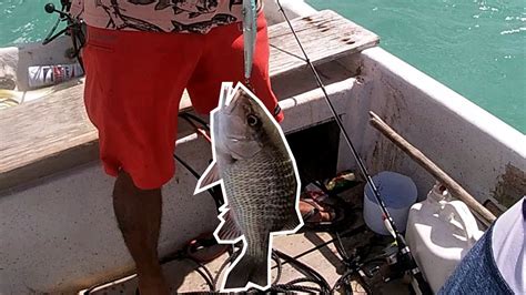 Mucha Actividad De Pesca Jureles Grandes Y Pargo Pesca Yucatan