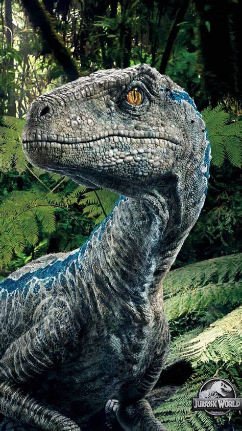 New Photo Of Blue From Jurassic World Fallen Kingdom Dinosaurios Imagenes