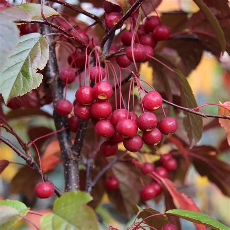 We did not find results for: Malus toringo Scarlett - Crab Apple Tree | Mail Order Trees