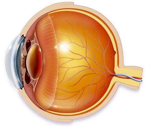 Eye Anatomy Photograph By Science Source Hot Sex Picture