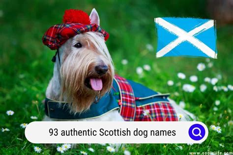 93 Authentic Scottish Dog Names Actually Good Puppy Names Oodle Life