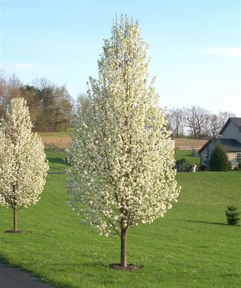 Bradford Pear Tree Identification
