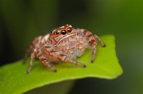 Garden Jumping Spider Opisthoncus Parcedentatus The Gard Flickr