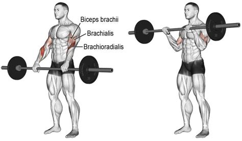 The 11 Best Bicep And Tricep Exercises For Mass