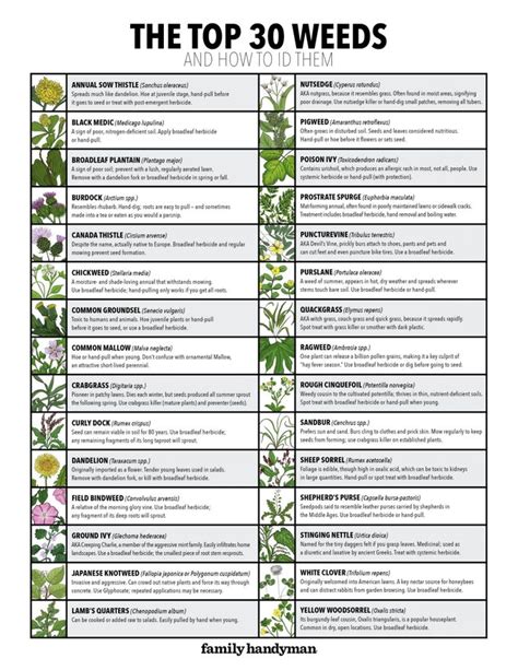 30 Common Lawn Weeds And How To Id Them Plus Free Downloadable Chart
