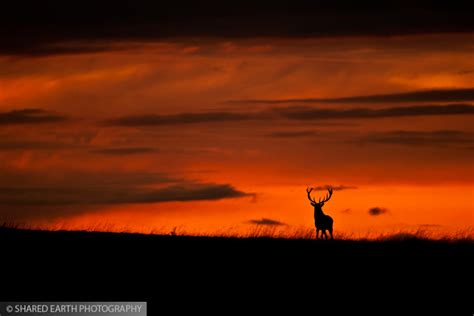 Red Deer Stag At Sunset Flickr Photo Sharing