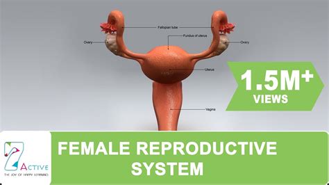 The Female Reproductive System Of Human Youtube