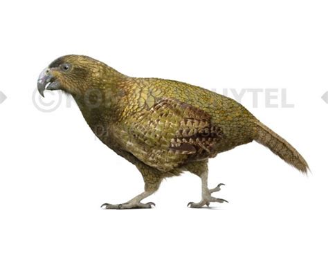 Heracles inexpectatus was among the flightless birds and were at least one metre tall with a weight of up to seven kilograms. Heracles inexpectatus (white background)