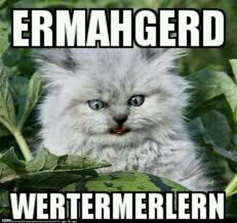 Pin By C L On Ermahgerd Funny Cat Pictures Animals Funny Cats