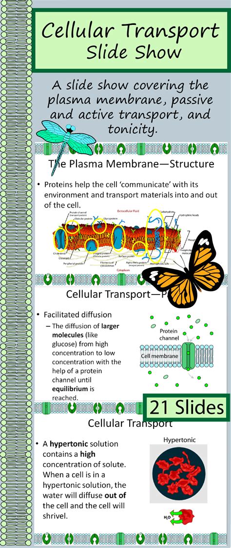 Membrane Structure Structure And Function Facilitated Diffusion