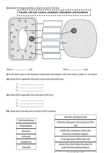 Plant And Animal Cell Worksheets