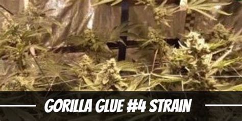 Gorilla Glue 4 Cannabis Strain Information And Review Ilgm 🦍