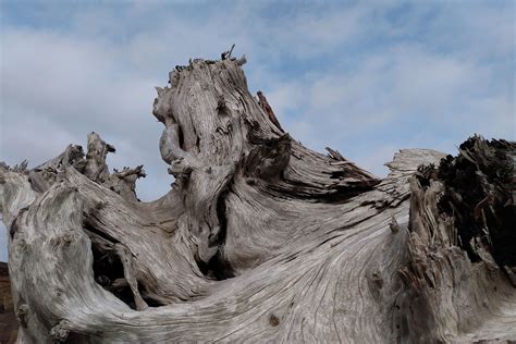 The Allure Of Driftwood On The Oregon Coast Overleaf Lodge And Spa