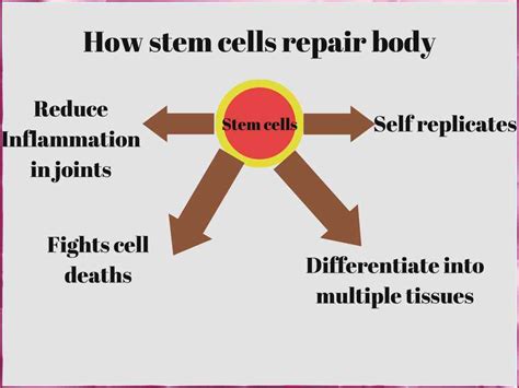 How Stem Cells Repair Body Maintaining Healthy Lifestyle