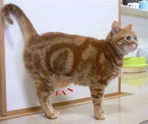 The primordial pouch sways when a cat walks, and an obese cat does not have that sway. Dr Ferox, veterinarian — Could you elaborate on the ...