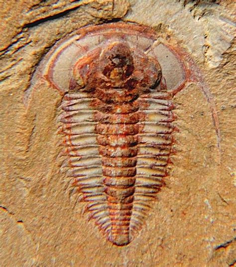 8 Oldest Fossils In The World