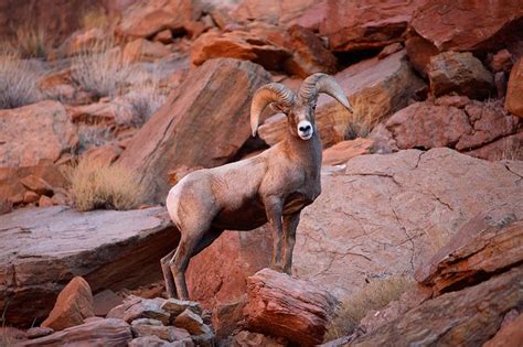 King Of The Canyons Desert Bighorn Sheep Ovis Canadensis Nelsoni