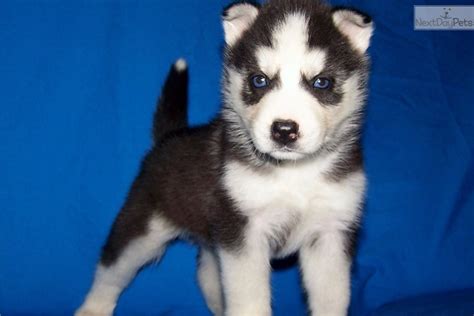 #siberian #husky anna is available for #adoption in #florida from our #dogrescue. Nanouk Girl 1 : Siberian Husky puppy for sale near Ocala, Florida. | cfb8806f-f541