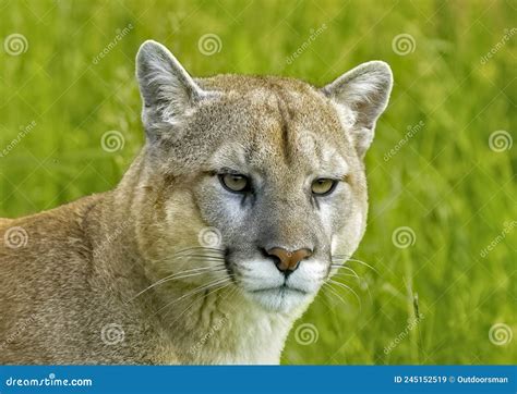 Cougar Close Up Of Face And Head Against Green Background Stock Image