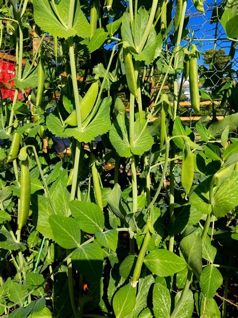 Growing Snap Peas For Container Gardening Easy Vegetables To Grow