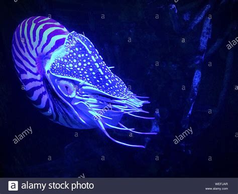 Close Up Of Nautilus In Sea Life London Aquarium Stock Photo Alamy