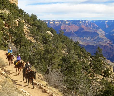 Grand Canyon North Rim Mule Ride Half Day Tracks And Trails