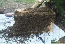 So i consulted with my good friend, a venerable i advise attaching the platform to the host structure, be it a building or a tree, leaving the ladder free. Free Bee Removal ~ A word to the wise