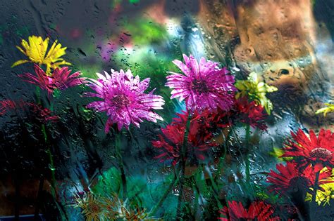 Flowers Behind Glass Drops Hd Flowers 4k Wallpapers Images