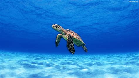 Sea Turtle Wallpaper Desktop Images