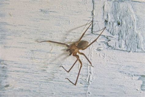 Baby Brown Recluse Spider How To Identify Is It Dangerous With