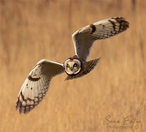 Short Eared Owl At Boundary Bay Short Eared Owls Migrate S Flickr