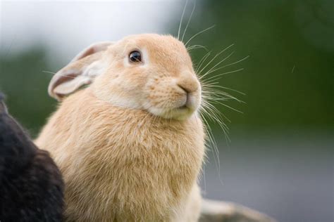 The Top 55 Best Pet Rabbit Breeds In A Z Order A Z Animals