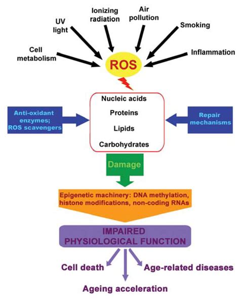 Ijms Free Full Text Oxidative Stress And Epigenetic Regulation In