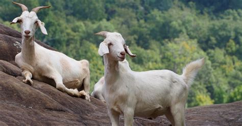 Discover The 10 Largest Goats In The World Az Animals