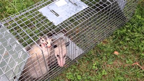 Opossumpossum And Babies In A Havahart Trap Youtube