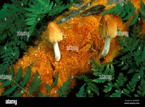 Orange Caprinas Mushrooms And Brightly Colored Orange Moss Growing On