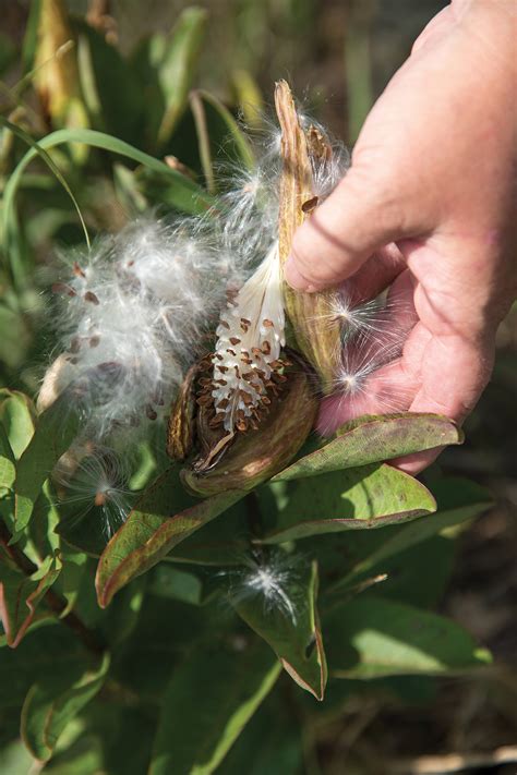 Native Milkweed Can Save Monarchs—if You Know How To Grow It The