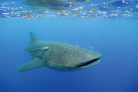 Whale Sharks Secrets Revealed By Live Tracking Aquatic