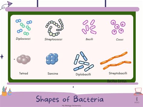 Morphology Size Shape And Arrangement Of Bacteria