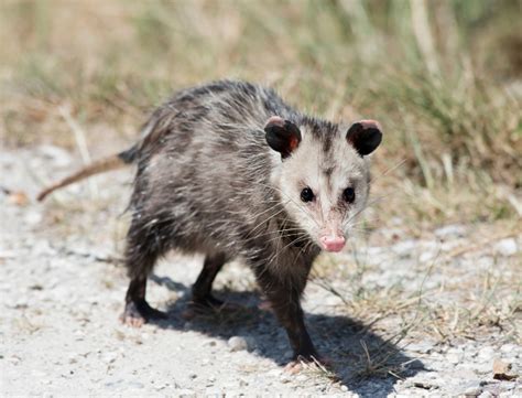 How To Get Rid Of Opossums Varment Guard Wildlife Services