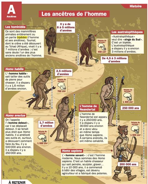 Evolution De L Homme Chronologie