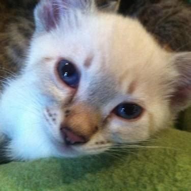 Find great deals on ebay for siamese kittens for sale. Balinese kittens Lynx and Solid points expected (long ...
