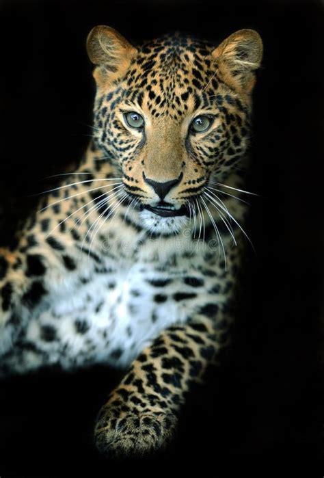 Portrait Of A Leopard Stock Photo Image Of Wildlife 87772320
