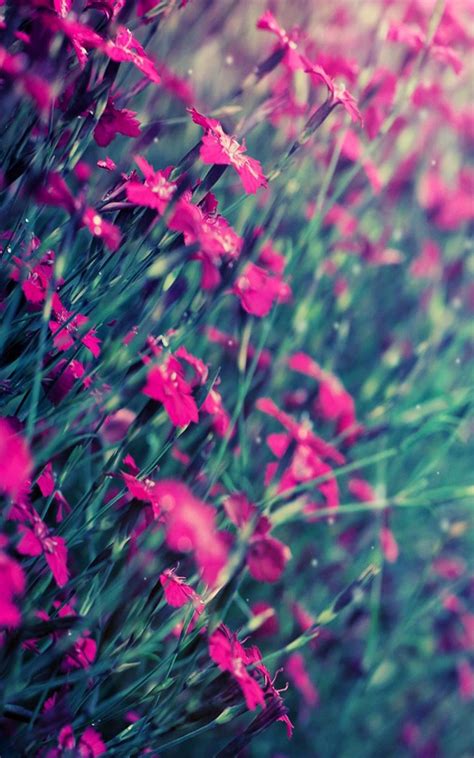Beautiful Pink Flowers 4k Ultra Hd Mobile Wallpaper