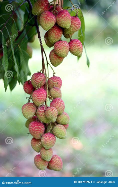 Lychee Fruits Locally Called Lichu At Ranisonkoil Thakurgoan