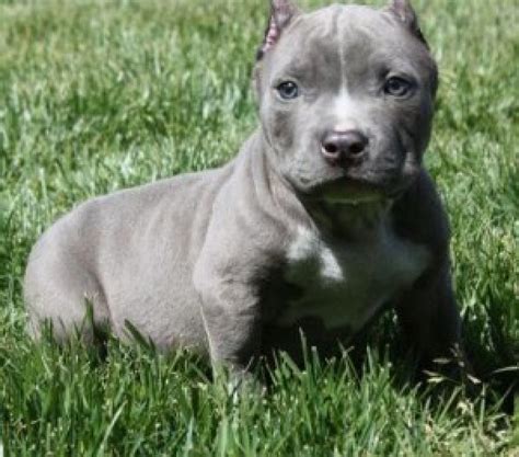 Blue Nose Pitbull Puppies For Sale 12weeks Old Offer